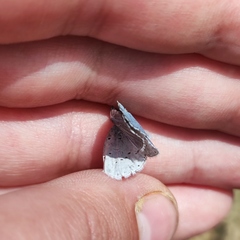 Celastrina argiolus ladonides