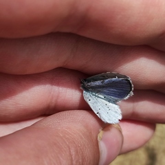 Celastrina argiolus ladonides