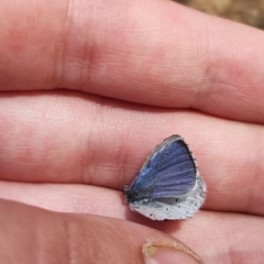 Celastrina argiolus ladonides