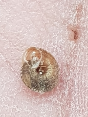 Microxeromagna lowei