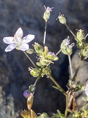 Hesperolinon congestum