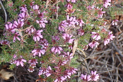 Erica radicans