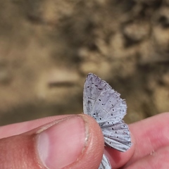 Celastrina argiolus ladonides