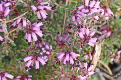 Erica radicans