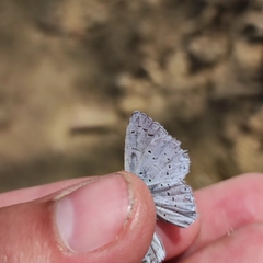 Celastrina argiolus ladonides