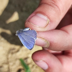 Celastrina argiolus ladonides