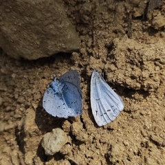 Celastrina argiolus ladonides