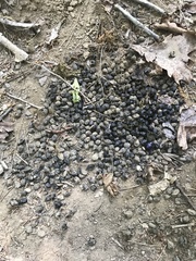 Naemorhedus caudatus