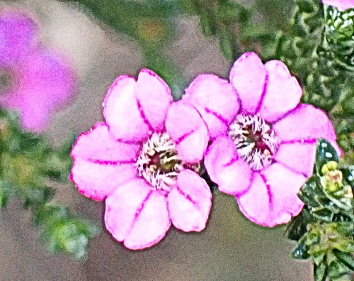 Image of Euchaetis albertiniana by no rights reserved