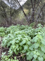 Marrubieae