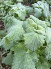 Marrubieae