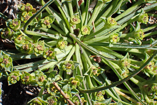 Image of Euphorbia silenifolia by no rights reserved