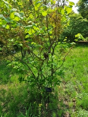 Cercis chinensis