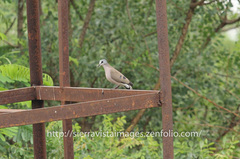 Turtur abyssinicus