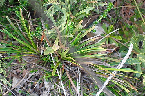 Image of Ficinia truncata by no rights reserved