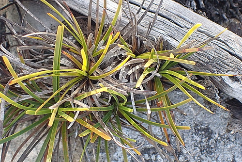 Image of Ficinia truncata by no rights reserved