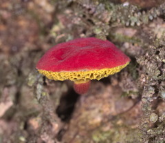 Parvixerocomus aokii
