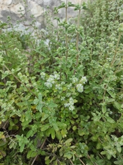 Origanum majorana