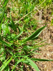 Ranunculus kuepferi