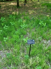 Lysimachia clethroides