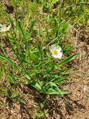 Ranunculus kuepferi