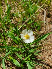 Ranunculus kuepferi