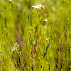 Plagiobothrys figuratus
