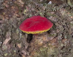 Parvixerocomus aokii