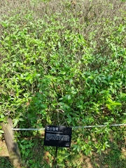 Rhododendron yedoense