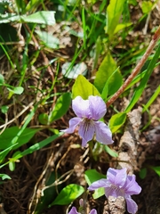 Viola thomasiana
