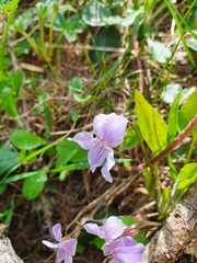 Viola thomasiana
