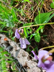 Viola thomasiana