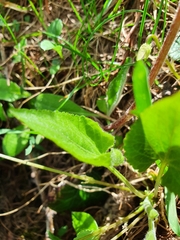 Viola thomasiana