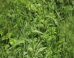 Crepis pulchra