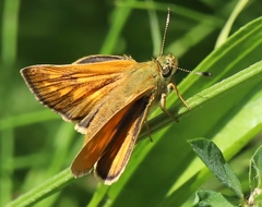 Ochlodes sylvanus