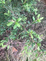 Grevillea quadricauda