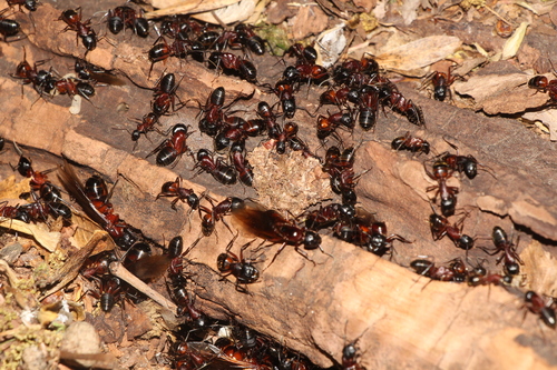 Brown-black Carpenter Ant photo 5