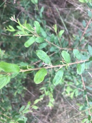 Grevillea quadricauda