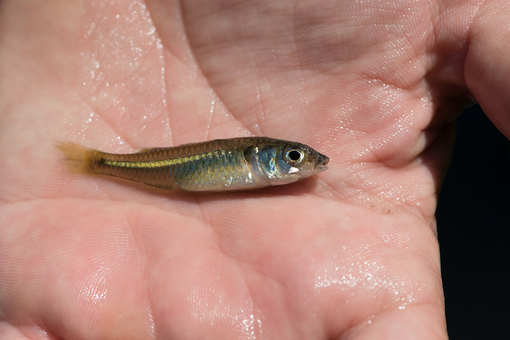 Marjorie's hardyhead (Craterocephalus marjoriae) — Atherinidae