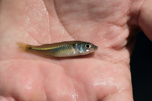 Marjorie's hardyhead (Craterocephalus marjoriae) — Atherinidae