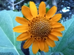 Smallanthus sonchifolius
