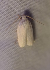 Antaeotricha floridella