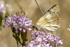 Heliopetes ericetorum