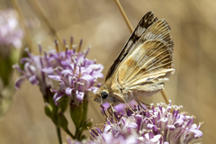 Heliopetes ericetorum