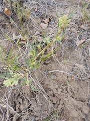 Persicaria angustifolia
