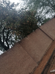 Combretum hereroense