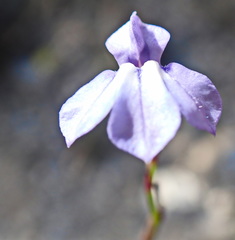 Lobelia capillifolia