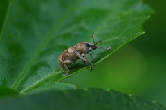 Phytoscaphus triangularis
