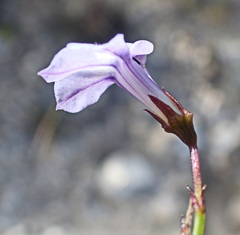 Lobelia capillifolia