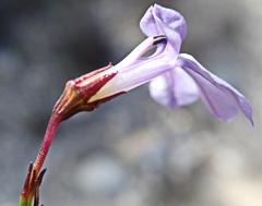 Lobelia capillifolia